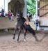Mighty-Trickreitshow-Nagold-2010
