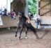 Mighty-Trickreitshow-Nagold-2010 2