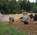 Ritterspiele-Scherneck-Schleifnummer