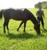 Sommer-2009(2)