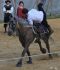 Trickreiten01.jpg