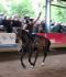 Trickreitshow-Nagold02.jpg