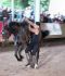 Trickreitshow-Nagold03.jpg