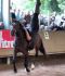 Trickreitshow-Nagold04.jpg