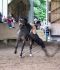 Trickreitshow-Nagold05.jpg